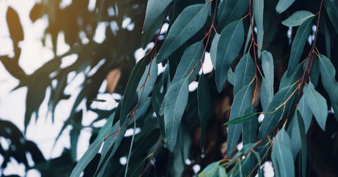 Luxury Micro Needling