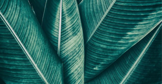 Vascular Lesion, Spider Vein and Cherry Angioma Removal